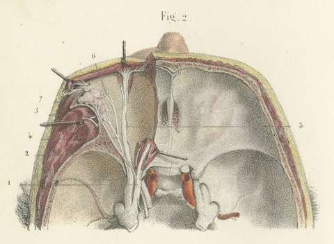 Nerves of the Nose, Palate and Upper Jaw, Antique Hirschfeld Anatomy Print, 1866, view 6