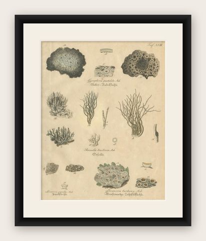 Antique Lichen Botanical Print, Dye & Chemical Species, c.1831, shown framed