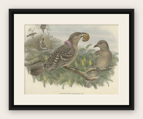 Original Old Hand-Colored Print of the Australian Queensland Bower Bird, ca.1880, shown framed