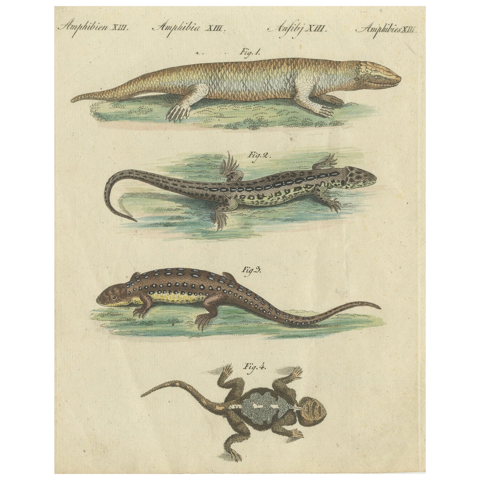 Antique Handcolored Engraving of Lizards and Newts, c.1800