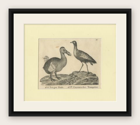 Antique Print of The Extinct Dodo and the Trumpeter Bird, 18th Century, shown framed
