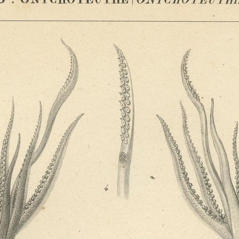 Antique Print of Onychoteuthis Squid species, close-up 1
