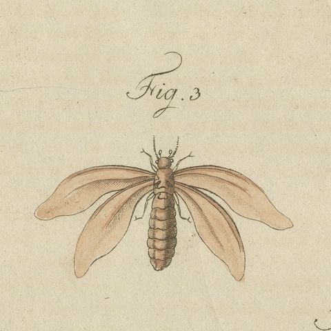 Termites and Termite Mound with Swollen Queen, Antique Bertuch Print, circa 1805, close-up 5