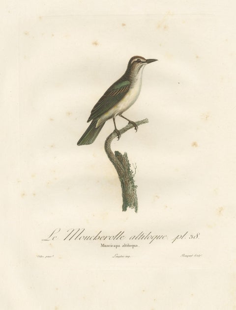 The Black-Whiskered Vireo, An 1807 Large Hand-Colored Ornithological Print, view 4