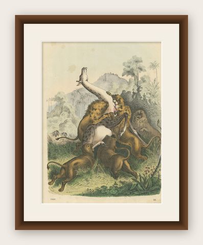 Antique Print of Lions Attacking a Giraffe, shown framed