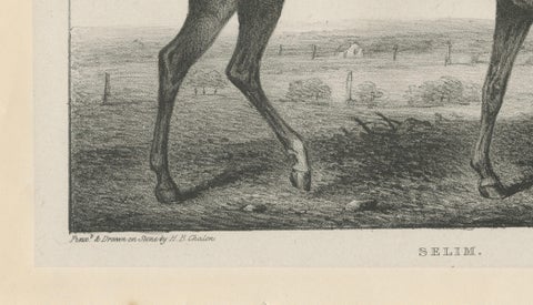 Antique Thoroughbred Stallion Selim, Arabian Bloodlines, Hullmandel c.1840, close-up 2