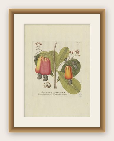 Antique Botany Print of a Cashew Tree by Plenck, 'circa 1790', shown framed