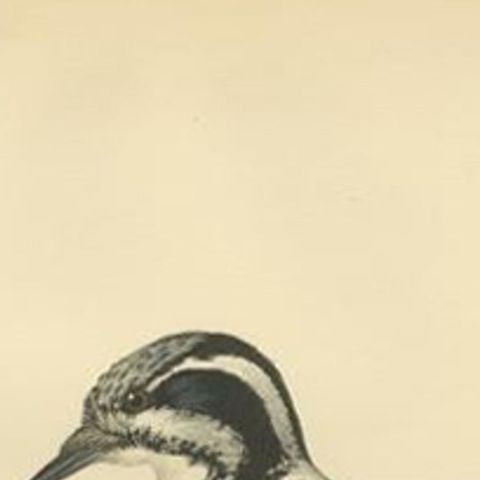 Antique Bird Print of the Female Eurasian Three-Toed Woodpecker by Von Wright, close-up 1