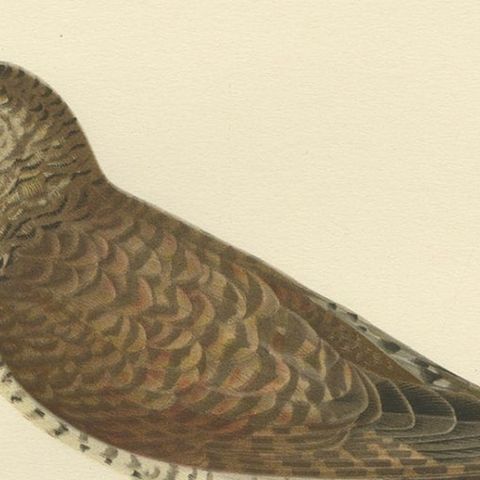 Decorative Antique Print of a Parasite Bird The Female Common Cuckoo, 1927, close-up 1