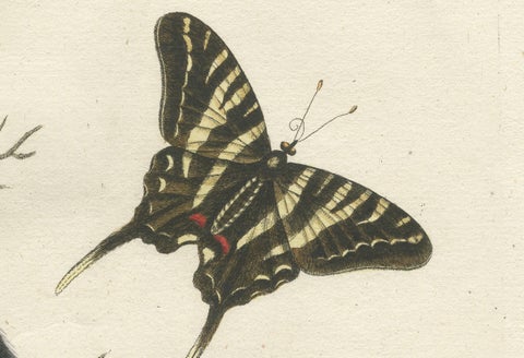 Long-Tailed Black-Headed Hummingbird and Butterfly Engraving by Seligmann, 1770, close-up 4