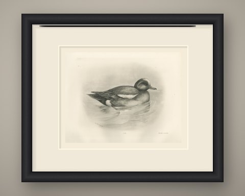 Wigeon Drake Swimming, Plate CLXXIX after Lilian Medland, c. 1909, shown framed