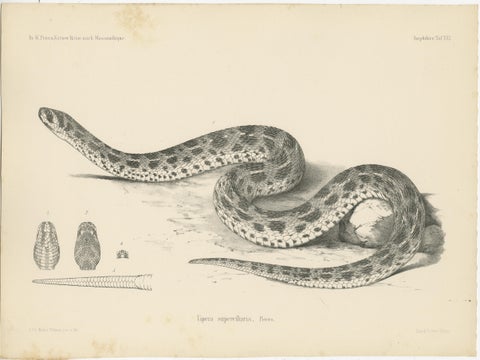 Set of 4 Antique Prints of the Lowland Viper and Other Snakes, view 3