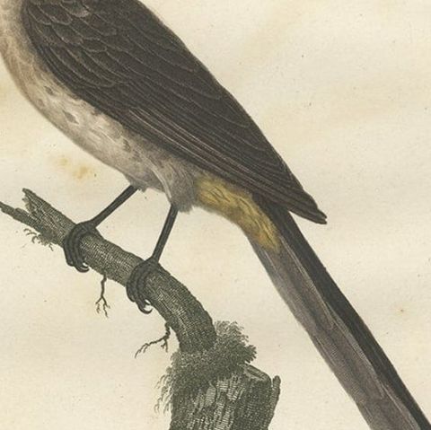 Beautiful Hand-Colored Antique Print of a Cape Sugarbird 'Promerops Cafer', 1810, close-up 3