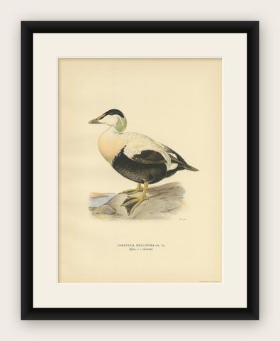 Antique Bird Print of the Female Common Eider by Von Wright, 1929, shown framed