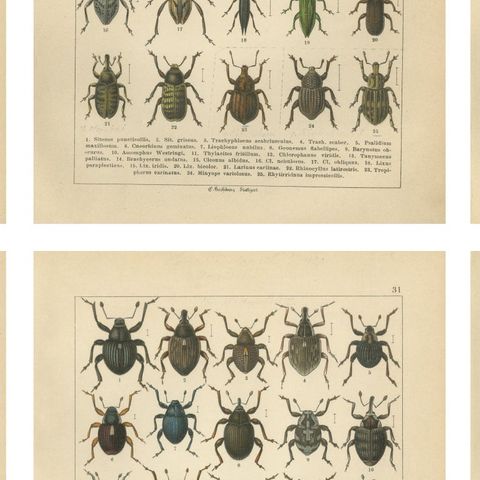 Antique Weevil Beetle Chromolithographs, Curculionidae Plates, Calwer 1893, close-up 2