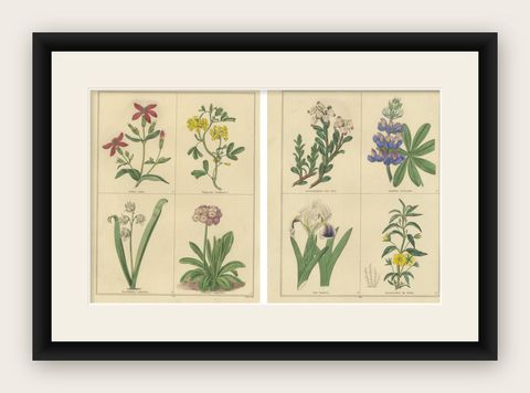 Antique Botanical Flower Studies by Benjamin Maund, London c.1836, shown framed