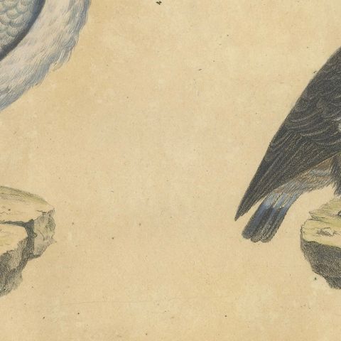 King Vulture, Griffon Vulture & Bearded Vulture Lithograph, 1816, close-up 6