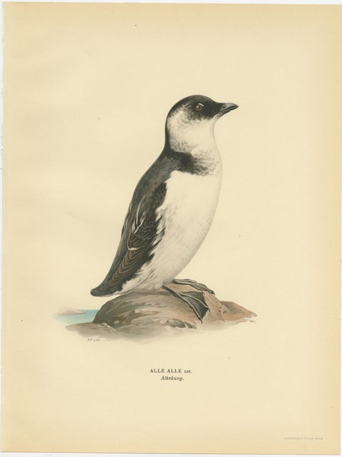 Antique Bird Print of the Little Auk or Dovekie by Von Wright '1929', view 2