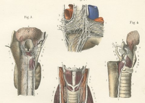 Nerves of the Heart and Larynx, Antique Hirschfeld Anatomy Print, 1866, view 3
