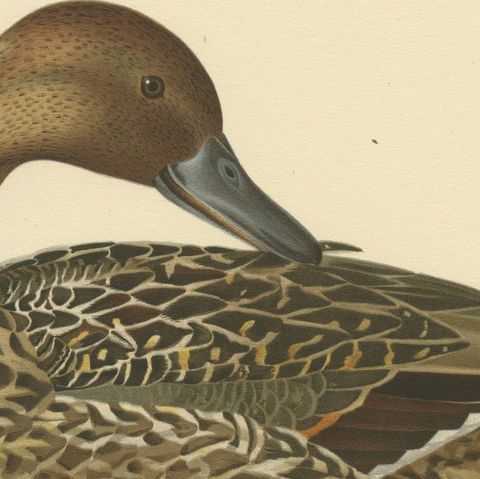 Elegance at the Water's Edge: Male Northern Pintail by Magnus von Wright, 1929, close-up 3
