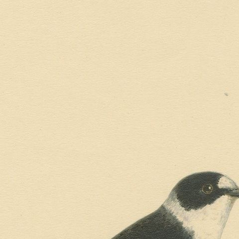 Monochrome Elegance: Bird Print of The Collared Flycatcher by Von Wright, 1927, close-up 3