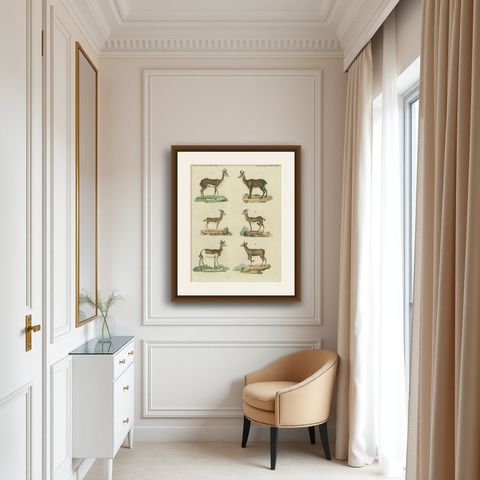 Original Hand-Colored Antique Print of various Antelope Species, circa 1820, shown framed in a room