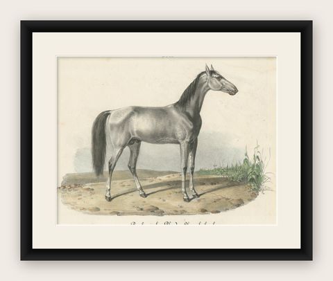 Antique Horse Print of a Barbary Horse, circa 1827, shown framed