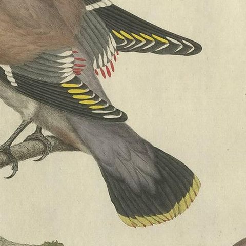 Bohemian Waxwing, Ampelis Garrulus from Nederlandsche Vogelen, 1797, close-up 1