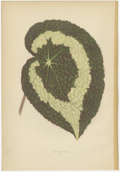 Set of 8 Botany Prints, Begonia Rex, Cissus Discolor '1891', view 3
