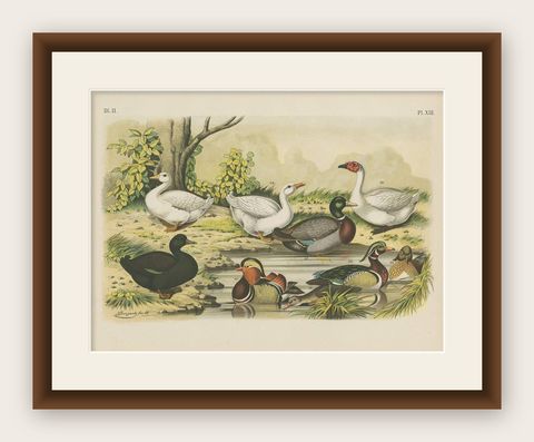 Antique Bird Print of the Mandarin Duck, Mallard and Wild Duck (1886), shown framed