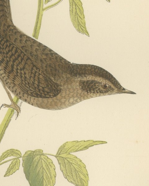 Wren with Cocked Tail on a Green Stem, Hand Colored Bird Print, Morris, 1896, close-up 1
