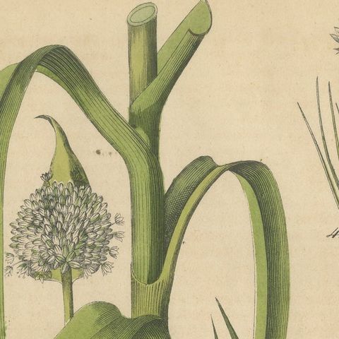 Antique Onion and Leek Botanical Print, Kitchen Garden Study, 1852, close-up 5