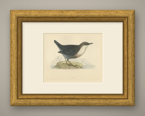 Dipper on a Rock at the Water's Edge, Antique Bird Print, Morris, 1896, shown framed