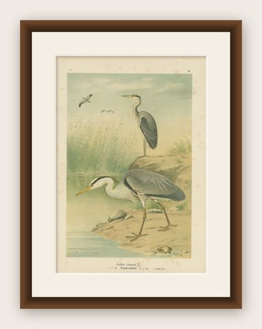 Antique Bird Print of the Grey Heron by Naumann, circa 1895, shown framed