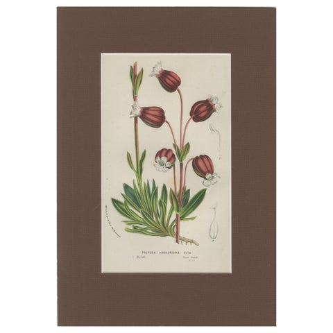 Prepusa hookeriana, A Rare 19th-Century Botanical Print in Elegant Matting