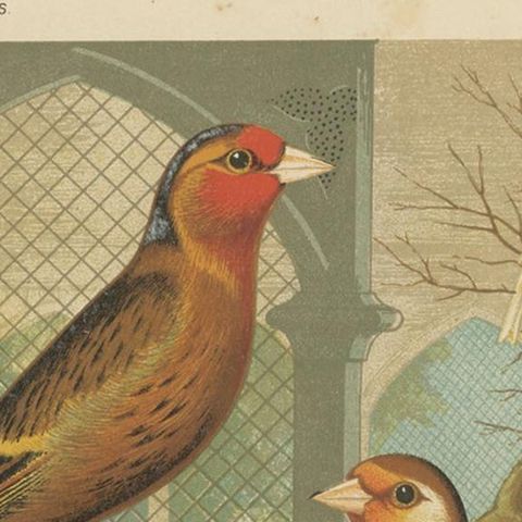 Antique Bird Print of the Goldfinch and Canary Mule Dark Mealy and Others, close-up 1