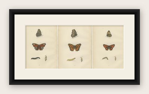 Metamorphosis in Motion: A Victorian Glimpse of British Butterflies, 1890, shown framed