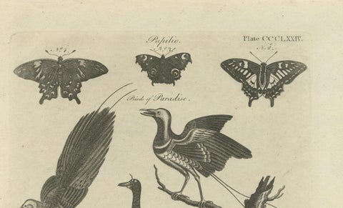 Engraving of Butterflies, Birds of Paradise, Horned Screamer, Pangolin, ca.1800, close-up 4
