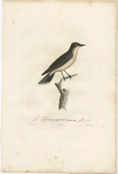 1807 Vermilion Flycatcher Handcolored Print- Antique Ornithological Illustration, view 2