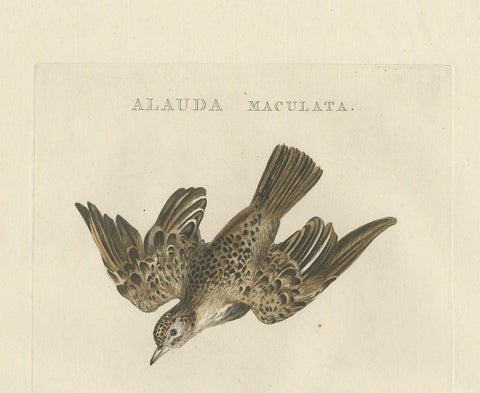 Eurasian Skylark, Antique Bird Engraving by Nozeman and Sepp, 1809, view 3