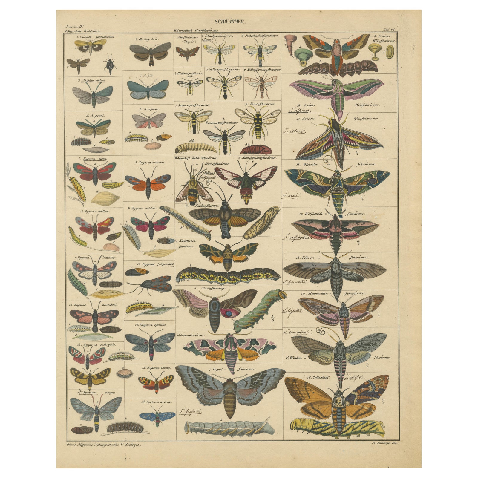 Wondrous Moths and Hawkmoths, Hand-Colored 19th-Century Natural History Print