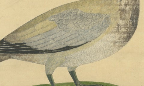 Antique Hand-Colored Engraving of The Island Goose by Eleazar Albin, circa 1730, close-up 2