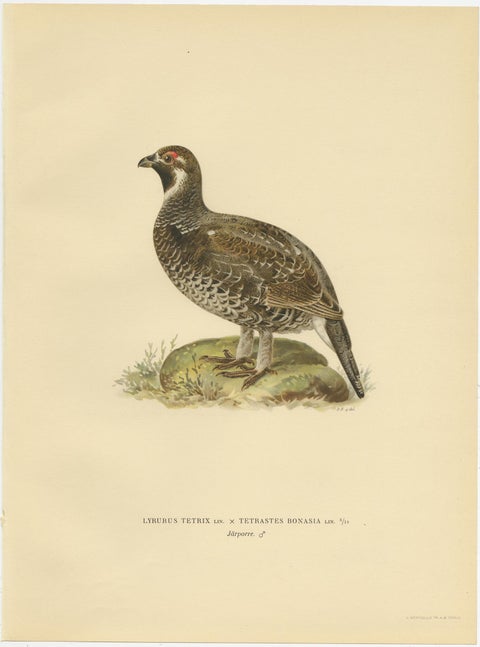 Antique Bird Print of the Black Grouse, 1929, view 4