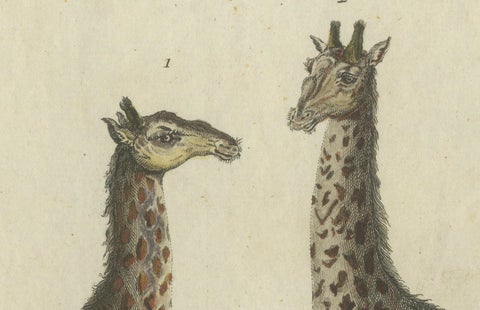 Antique Handcolored Engraving of Giraffes, c.1800, close-up 1