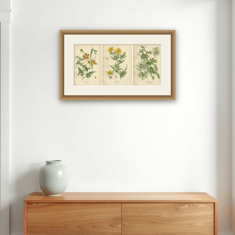 Antique Botanical Prints: Loasa Lateritia, Mentzelia Lindleyi & Passion-Flower, shown framed on a wall