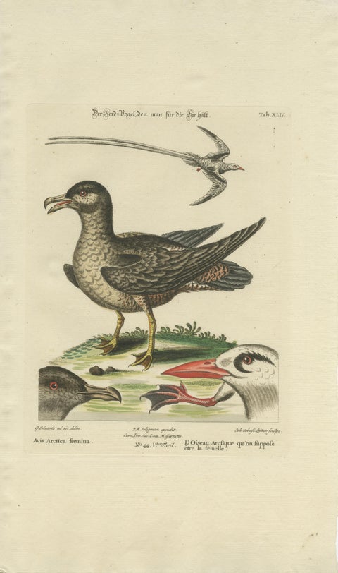 Set of 2 Antique Prints of a Male and Female Arctic Bird, view 4