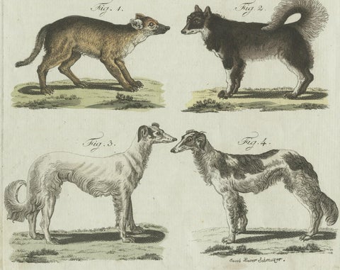 Antique Print of 6 Dog Breeds, most likely including the Western Siberian Laika, close-up 2