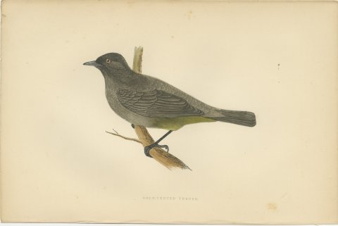 Gold Vented Thrush on a Branch, Antique Hand Colored Bird Print, 1896, view 2