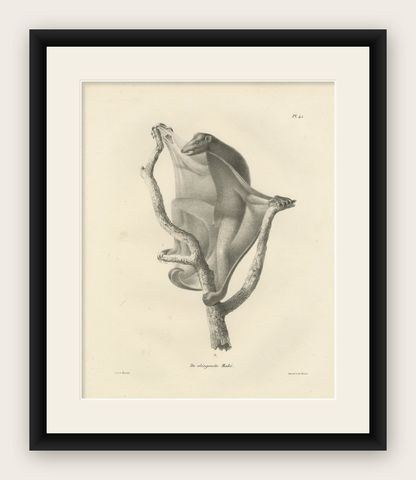 The Flying Lemur (Colugo) Lithograph by C.C. Last, 1836, shown framed