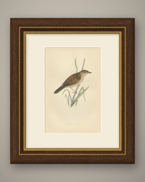 Aquatic Warbler on a Reed Stem, Antique Hand Colored Morris Plate, 1896, shown framed